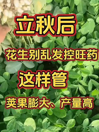立秋后,花生别乱用控旺药,这样管荚果膨大、产量高#农业种植 #花生管理技术 #花生控旺增产 #花生荚果膨大 #花生增产技术