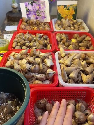 一款和香水一样香的花卉-香雪兰! #香雪兰种球 #香雪兰 