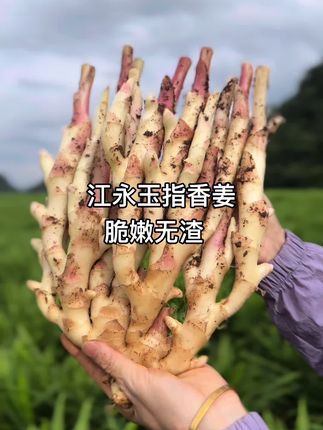 #原产地 #新鲜采摘 江永玉指香姜,脆嫩无渣#源头好货