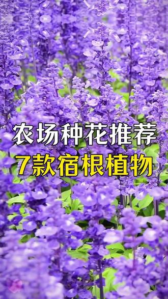 农场小院种花怕麻烦?可以试试这7种宿根植物,省心又很惊艳#农场 #小院 #种花 #花园 #农庄星探