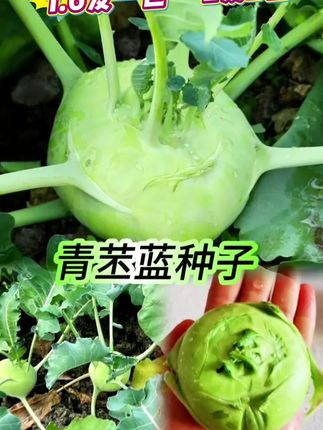 #青苤蓝种子 #蔬菜种子 #四季都能种