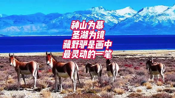 在西藏阿里看到藏野驴并不难,但雪山、玛旁雍措、冈仁波齐与成群的藏野驴同框却十分难得。#玛旁雍措#旅行推荐官#西藏自驾游#爱生活爱旅游#西藏