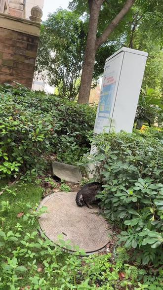 黑猫壬寅 今日壬寅#壬寅 #玄学