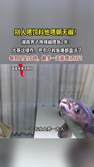 鱼塘变“火锅底”!男子每天喂1万斤辣椒,成本狂降还火出圈。