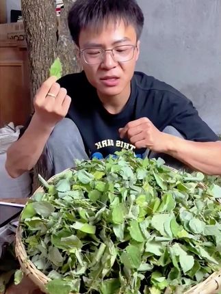 #三枝九叶草 甘肃产#锯齿小圆叶 产地直发养生茶净叶子