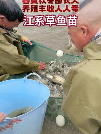 长江草鱼苗好养耐活,养殖成本低,长得快,病害少 #鱼苗 #草鱼 #四大家鱼养殖 #水产养殖 #水产人