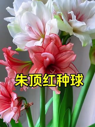 #朱顶红 开花漂亮,品种也多样可选,非常好养,新人都能轻松养好它 #花卉绿植 #朱顶红种球 #重瓣朱顶红种球 #盆栽地栽阳台庭院都可以种植