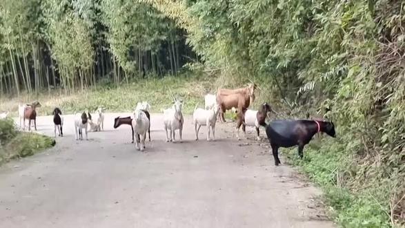 #中视频伙伴计划 #钓魚岛发现新的状况,且出现了许多山羊#