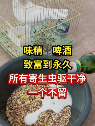 味精加啤酒致富到永久,所有寄生虫驱干净一个不留 #鸽子驱虫 #鸽子毛滴虫 #鸽子体内外寄生虫 #鸽子驱虫药