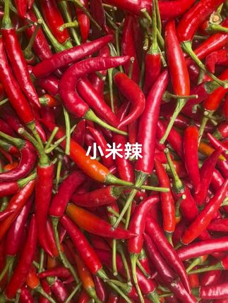 新鲜小米辣