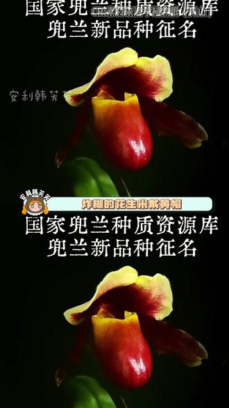 网上说说得了,现实中谁不想急头白脸的买一盆炸糊的花生米戴黄帽#宝华月季 #兜兰 #抽象