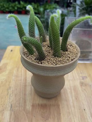 #爱生活爱养花 #强烈推荐