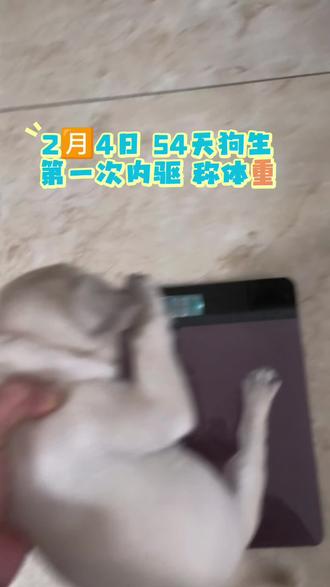 吾家五狗宝,2026年1月9日出生,2月24日第一针疫苗已打,3月4日狗生第一次内驱#最萌巴哥犬