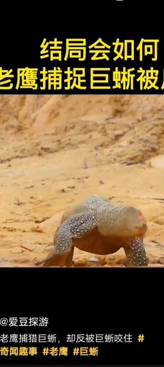#野生动物零距离 老鹰捕猎巨蜥,结局却令人意外