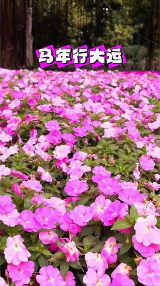 马年第一天南湖公园行大运。#大年初一#行大运发大财 #健走