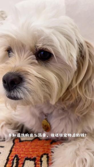 狗洗澡过程,小狗怎么洗澡?小狗沐浴液推荐!#宠物洗澡教程 #狗洗澡的样子 #狗洗澡前后差距 #宠物沐浴露 #宠物沐浴露推荐