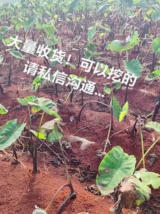 云南牛奶毛芋头 #芋头 #牛奶芋头 #软糯香甜 #优质农产品