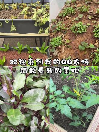 一代人有一代人的QQ农场,欢迎来到我的QQ农场🫡#记录我的种植生活