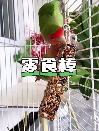 自从鸟笼里挂上了这个#零食棒 ,小鸟的嘴就没停下过#养鸟