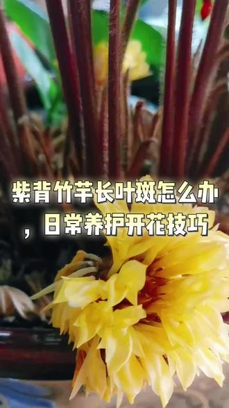 紫背竹芋长叶斑怎么办,日常养护开花技巧#花卉绿植 #生活小妙招 #养花小知识 #养花#一花一草一世界
