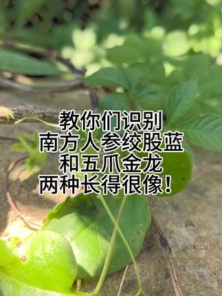 老一辈的经验分享给大家!#植物百科 #乡村生活 #我的农村生活 #特别 #土特产