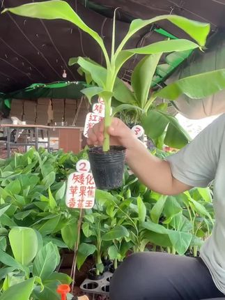 种棵香蕉树,家里四季有果!包邮到家太方便了 今天下午发一批水果苗了!都是新鲜采摘的新鲜果子哦~包邮到家!#农业种植#三农#新农人计划#抖音助农#优质种苗