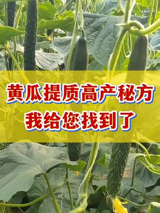 黄瓜高产秘诀#黄瓜种植 #黄瓜高产 #黄瓜高产种植 #黄瓜种植管理 #黄瓜种植技术