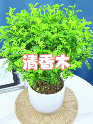 天热了,家里养两盆#清香木 ,叶片独特的香味可以驱走蚊虫,叶片绿油油,摆放在家里养眼又好养#适合室内养的绿植 #清香木盆栽#花卉绿植热门#爱生活爱养花
