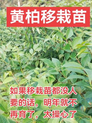 #黄柏苗 如果移栽苗都没人要的话,明年就不再育了,太操心了#金牌苗木人 #新农人计划 #农业种植 #抖音助农扶农