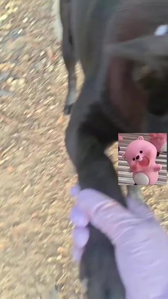 #我家小土狗 ,真的觉得常人常说的:对人好不如对狗好,真的是有道理的,人呀贪图不厌,百次好一次不好就翻脸,可是狗🐕就不会,知道你是它的主人,见了就会活泼乱跳围着你,