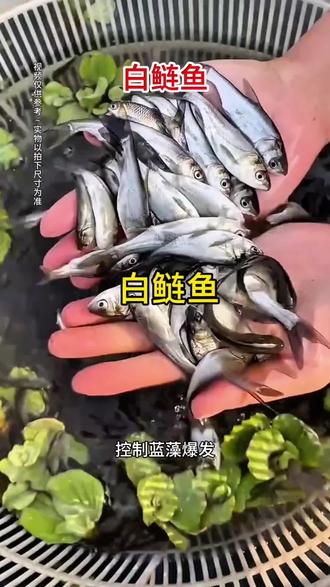白鲢鱼是我国“四大家鱼”之一,作为典型的滤食性鱼类,它们不仅是淡水养殖中的常见品种,还能通过滤食浮游生物起到调节水质的作用,是生态养殖模式中的理想选择,适合规模化培育及混养搭配#白鲢鱼苗批发 #优质鱼苗批发基地 #保质保量保售后 #渔场直发 #扶持三农流量计划
