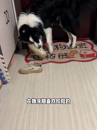 这牛皮我家边牧从换牙期吃到现在3岁多,不管是磨牙还是打发时间都嘎嘎好使 #狗零食 #狗狗磨牙棒#狗狗零食#养狗经验分享 #超便宜超划算