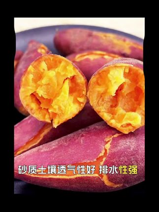 #软糯香甜 #红薯 #强烈推荐 #我们做的是品质是质量 沙土透气性好,所以种出来的红薯🍠甜