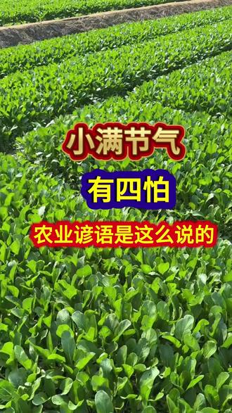 小满节气有四怕农业谚语是这么说的 #农业谚语 #农谚 #农谚老话 #小满节气 #农业种植