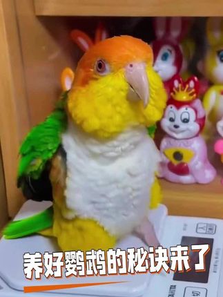 养好鹦鹉的秘诀就是它➡️电解多维👍,可以补充鸟宝所需营养#鹦鹉 #鹦鹉鹦鹉萌萌哒逗鹦鹉 #鸟类 #鹦鹉日常 #牡丹鹦鹉