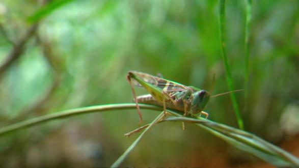 不正经科普。#动物世界