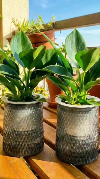 大叶金钻绿公主也太好养了吧,四季常青,关键还能净化空气#大叶金钻#室内绿植#办公室绿植#好物分享#懒人绿植