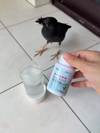 #鸟用益生菌#鸟益生菌#好物分享#鸟用品#养鸟必备品