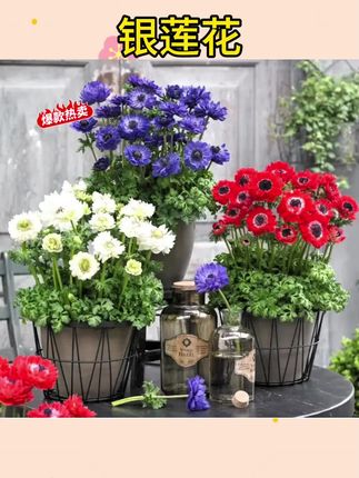 #银莲花 #花卉 #庭院花卉 花自开银莲花种球多年生球根花卉阳台庭院耐寒新手好养球根花卉#好养的绿植 #阳台种植