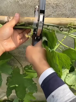 农用绑技机,番茄西红柿,葡萄各种蔬菜水果都可以使用,#农用工具 ,