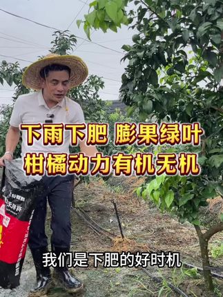 下雨下肥吸收利用率高,那么就下这个柑橘动力有机无机复混肥!一肥多用!#果树#果树管理 #果树种植 #柑橘#柑橘种植