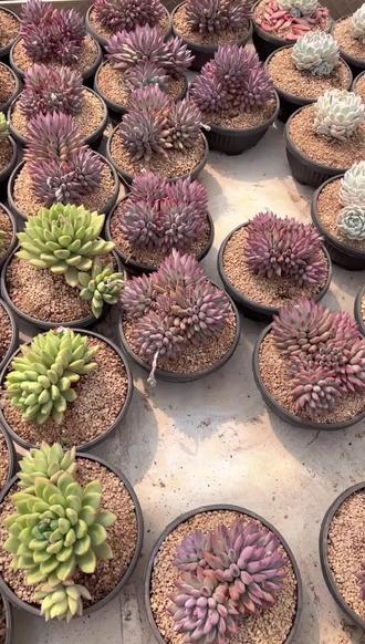 小阳台变身花园秘籍!虞美人多肉植物来啦~