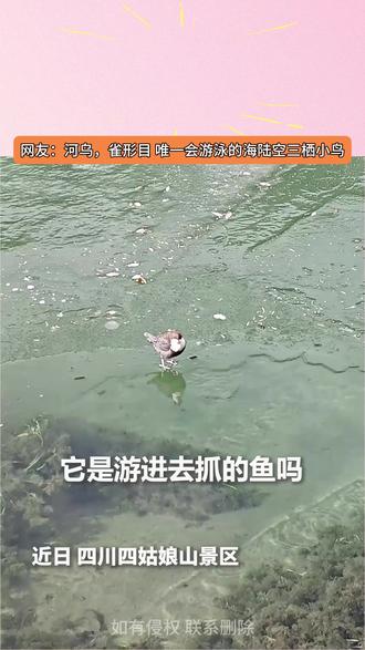 小鸟潜水抓鱼
惊呆各位游客