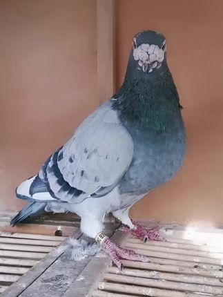 #种鸽 #赛鸽 #信鸽#职业赛鸽#养鸽人