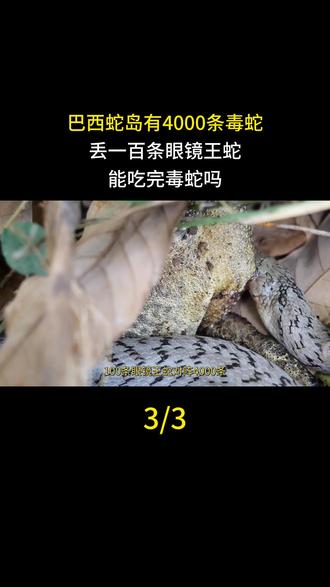 巴西蛇岛有4000条毒蛇,丢一百条眼镜王蛇,能吃完毒蛇吗