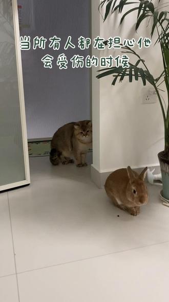 谁家兔子有彪子厉害?#猫兔大战 #创作者扶持计划 #兔兔这么可爱