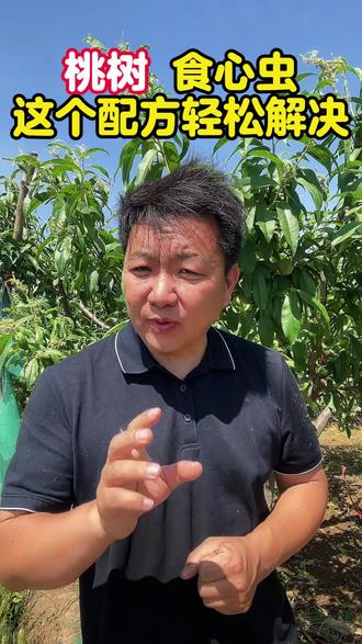 5月份打桃树食心虫 这个配方就够了 #食心虫防治 #桃树管理 #桃树食心虫 #果树管理