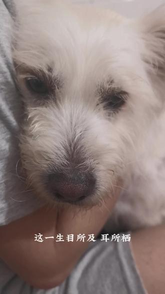 我杀猪养你啊 你若留下来,我给你刮痧啊,你图我什么,图你好撸啊#逐玉 #我杀猪养你啊 #逐玉刮痧名场面 #小狗