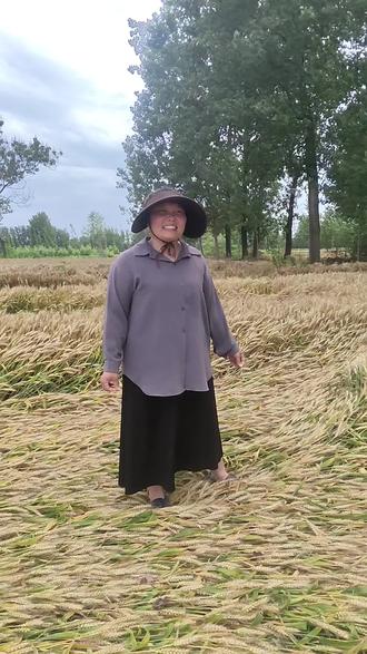 猛倒一号产量杠杠滴#麦子熟了又是一个丰收的季节 #吨吨吨挑战赛