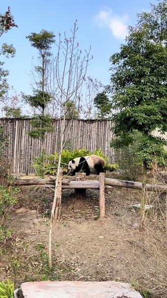 📍大熊猫基地🐼ᵕ̈ ᴾᴬᴺᴰᴬ ᵕ̈🐼
“今天是和熊猫见面的快乐日子”
๑• . •๑圆滚滚ฅ՞萌兮兮°ʚ🐼ɞ°
🐾 ꕀ♡⃝ 不想走的是我 带不走的是你🐼#用镜头记录的旅行瞬间